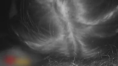 Пьяная подружка решила что у нее давно не было секса втроем. Отдалась двум парням не смотря на камеру.